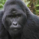 Illustration for article titled How a human virus is killing endangered gorillas